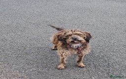 Mixed Breed dogs for sale: Peggy needs a loving home  - Image 7
