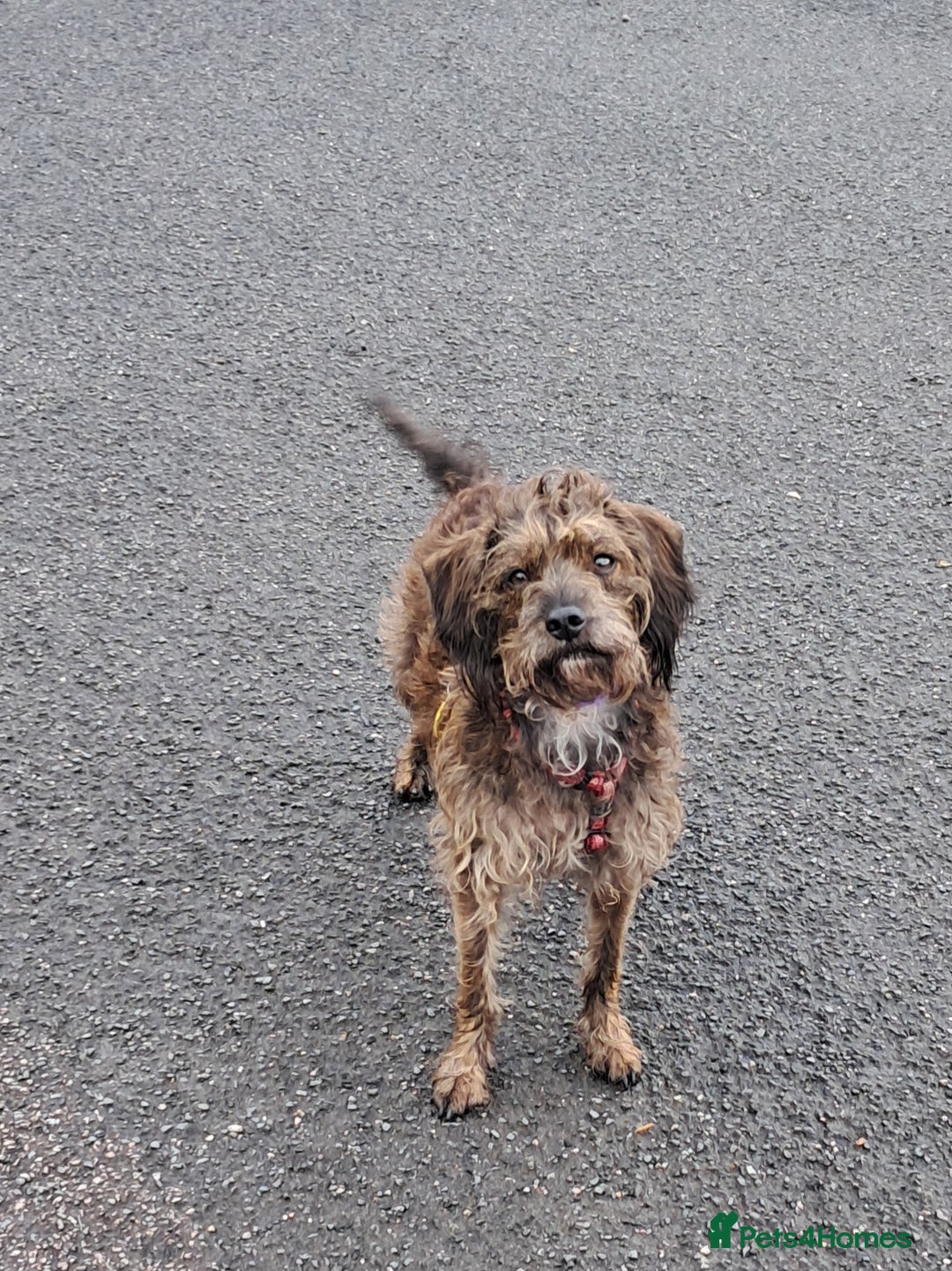 Mixed Breed dogs for sale: Peggy needs a loving home  - Image 7