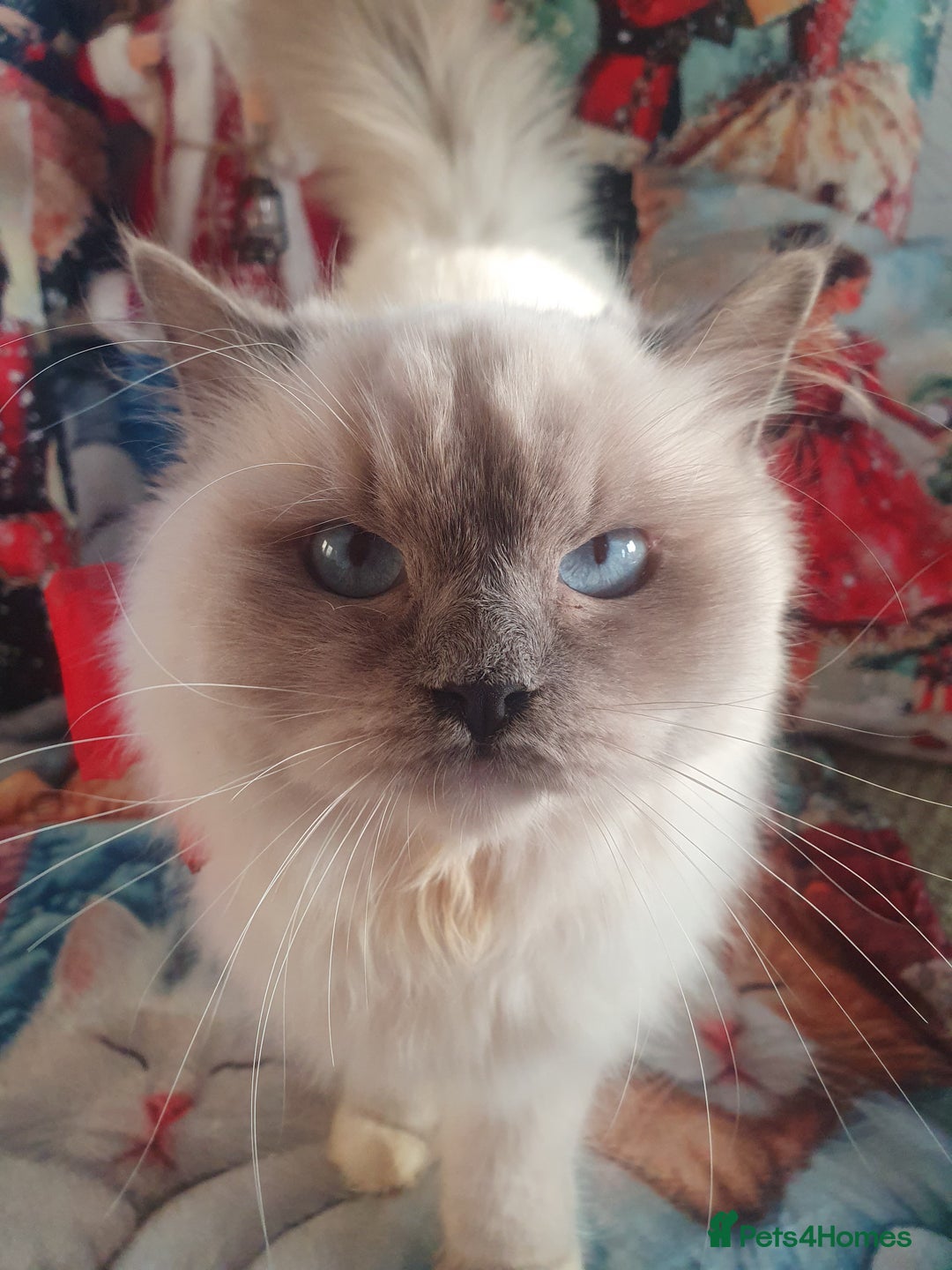 Ragdoll cats for sale: Mink & traditional Ragdolls - Advert 6