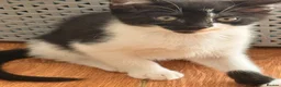 British Shorthair cats for sale: 4 black + white female kittens - Advert 31