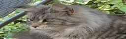 Mixed Breed cats for sale: Beautiful mixed breed kittens mum is maincoon in Colchester - Advert 15