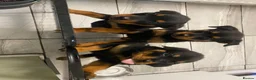 Rottweiler dogs for sale: Stunning Rottweiler Puppies Available  - Advert 3
