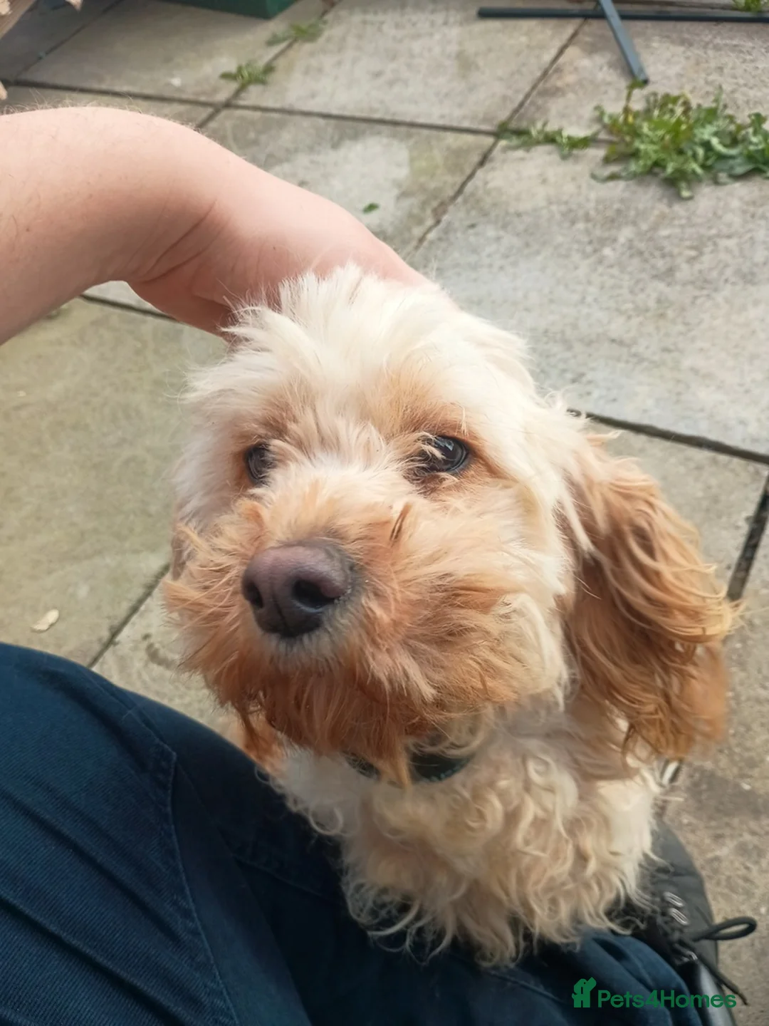 Cavapoo dogs for sale: Cavapoo female dog  - Advert 2