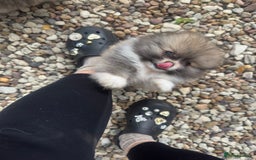 Pomeranian dogs for sale: 1 BOY 1 GIRL POMERANIAN PUPPIES AVAILABLE  - Image 13