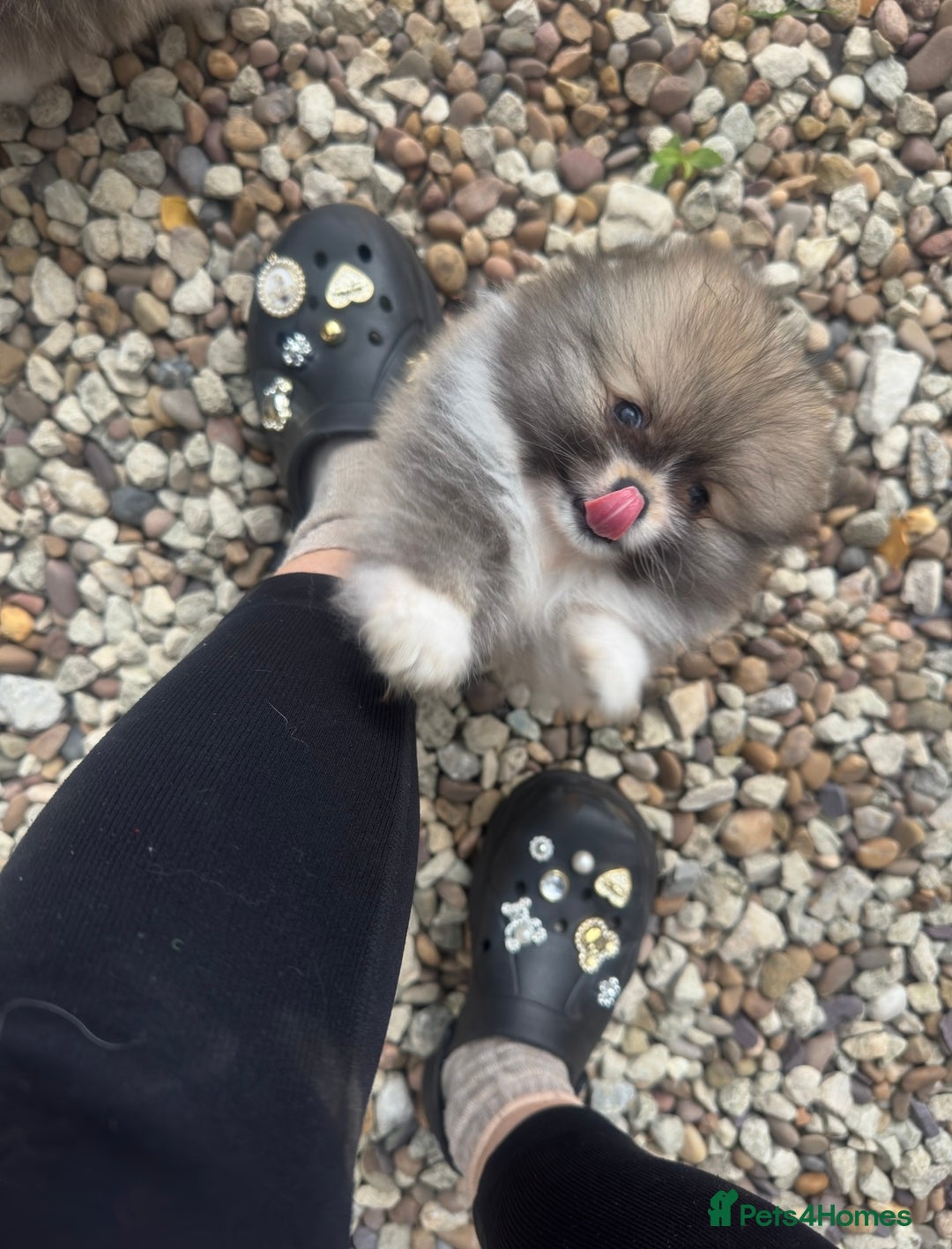 Pomeranian dogs for sale: 1 BOY 1 GIRL POMERANIAN PUPPIES AVAILABLE  - Image 13