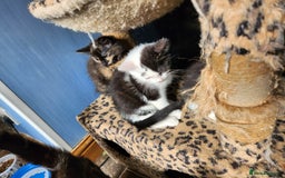 Mixed Breed cats for sale: Beautiful kittens - Image 16