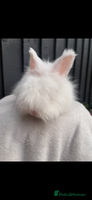 Angora rabbits Gorgeous fluffy little angora baby bunnies - Advert 1
