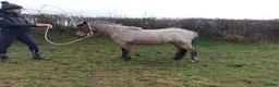 Other Breed horses for sale: Carneddau Florence  - Advert 1