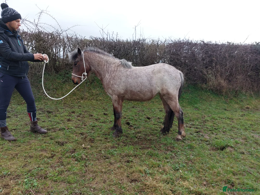 Other Breed horses for sale: Carneddau Florence  - Advert 1