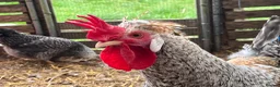 Chickens poultry for sale: Cream legbar, chicks, growers, pullers, hens  - Advert 5