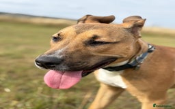 Mixed Breed dogs for sale: Hugo up for Adoption - Image 4