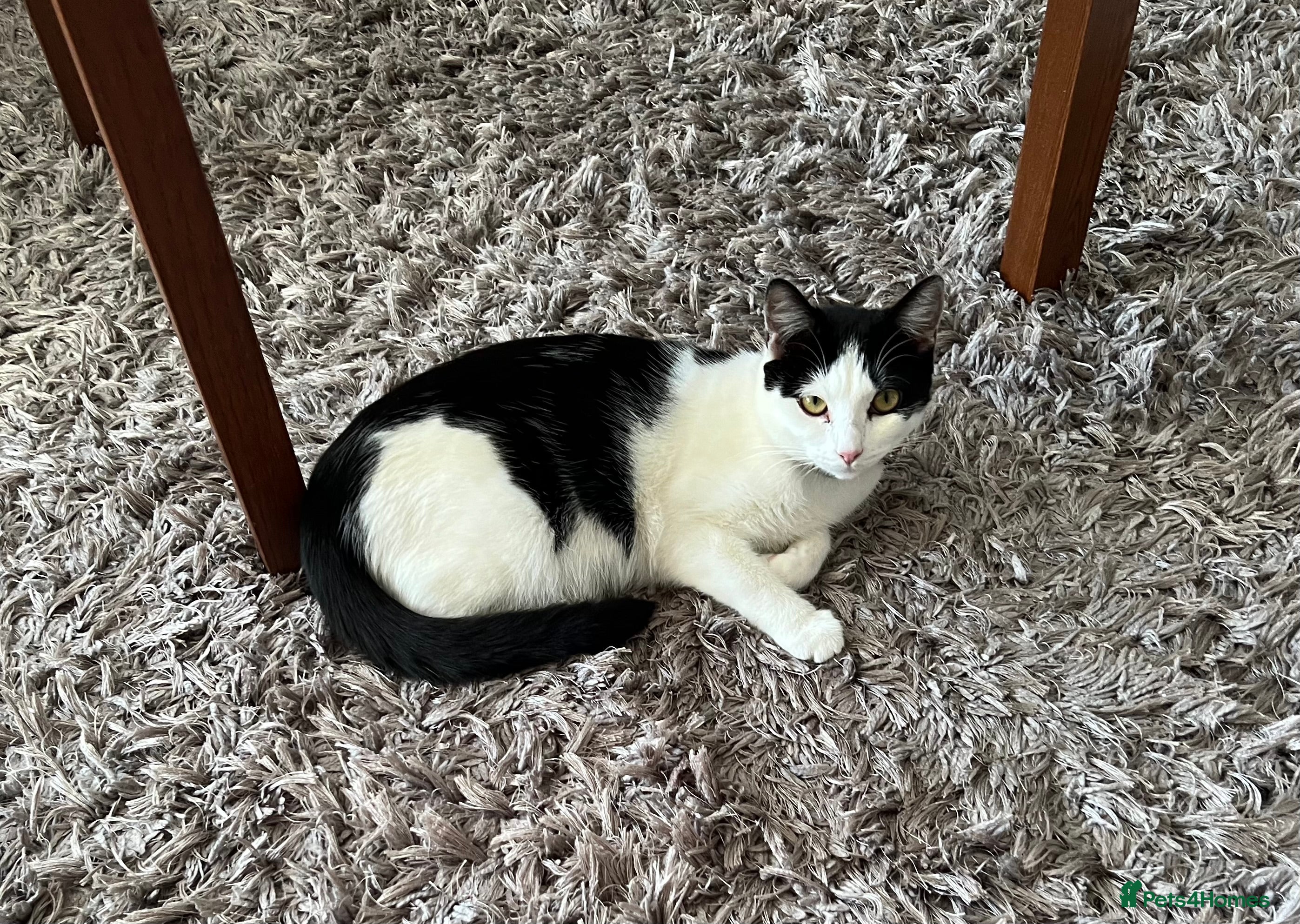 Mixed Breed cats 4 kittens available for sale - Advert 2