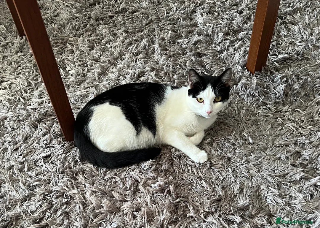 Mixed Breed cats for sale: 4 kittens available for sale - Advert 11