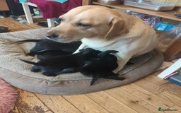 Labrador Retriever dogs for sale: Beautiful pedigree black Labrador pup's  - Image 3