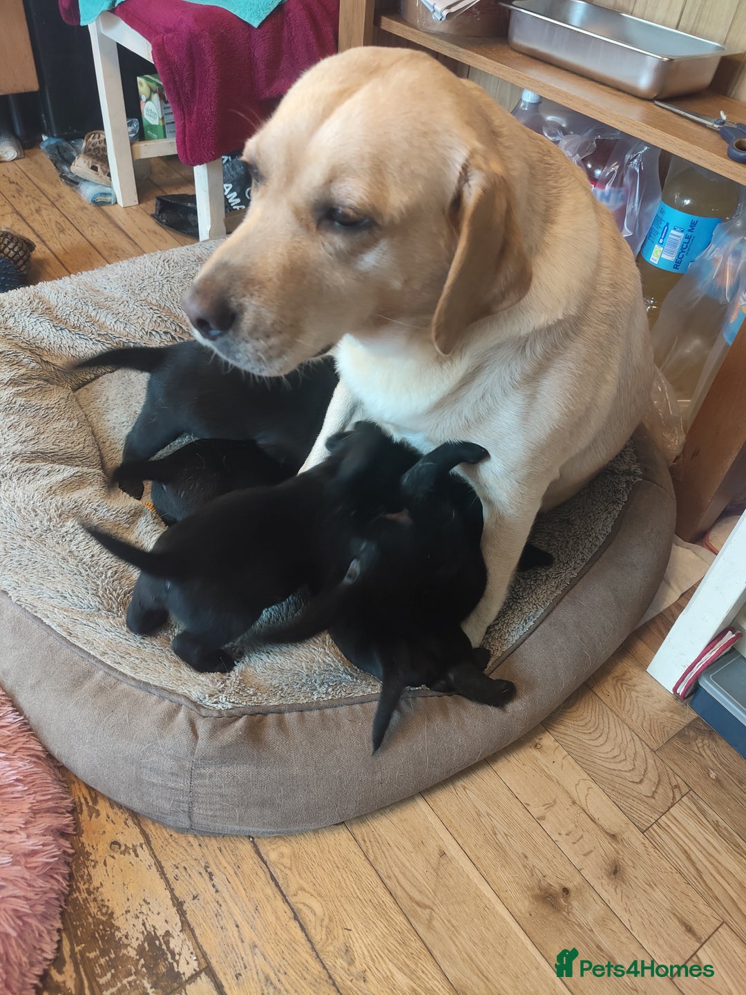 Labrador Retriever dogs for sale: Beautiful pedigree black Labrador pup's  - Image 3