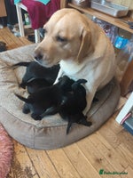 Labrador Retriever dogs - Advert 6