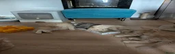 Mixed Breed cats for sale: Gorgeous Ragcoons Kittens Ready Now  - Advert 7
