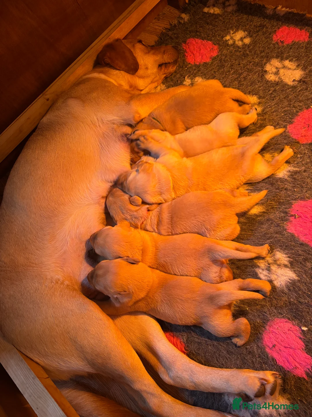 Labrador Retriever dogs for sale: Beautiful Labrador Puppies - Advert 5