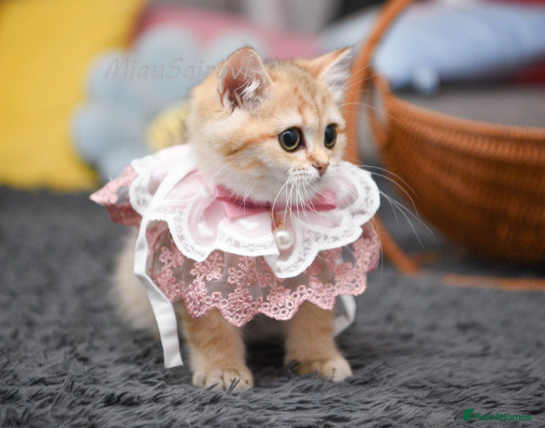 British Shorthair cats for sale: Golden British shorthair Pedigree Neutered  - Image 32