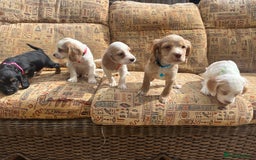 Cocker Spaniel dogs for sale: Stunning working cockers  - Image 3