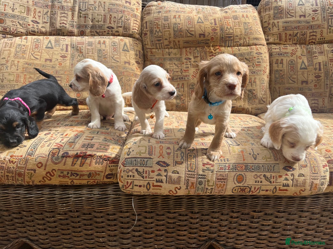 Cocker Spaniel dogs for sale: Stunning working cockers  - Image 3