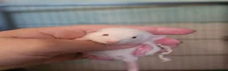 Rat rodents for sale: Baby Dumbo Rats - Girls - FOR RESERVE - REX, DR - Advert 7