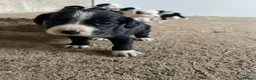 Mixed Breed dogs for sale: Cocker spaniel cross  - Advert 6