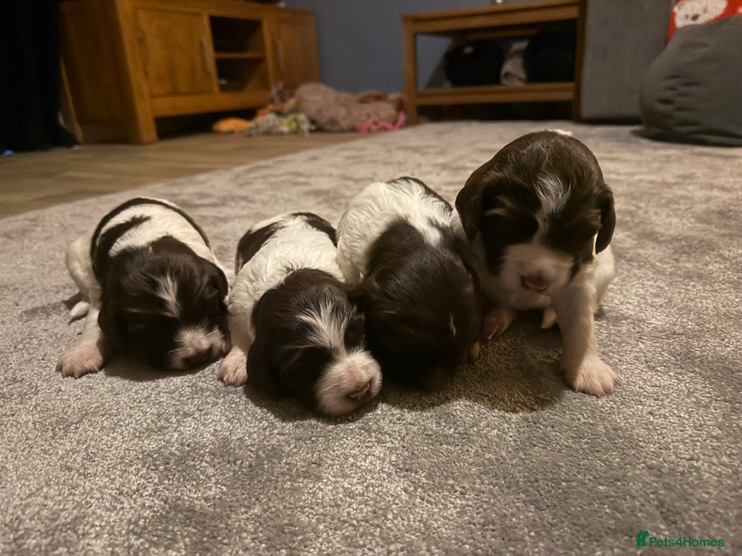 Sprocker dogs for sale: Exceptional F1B Sprocker Puppies - Advert 3