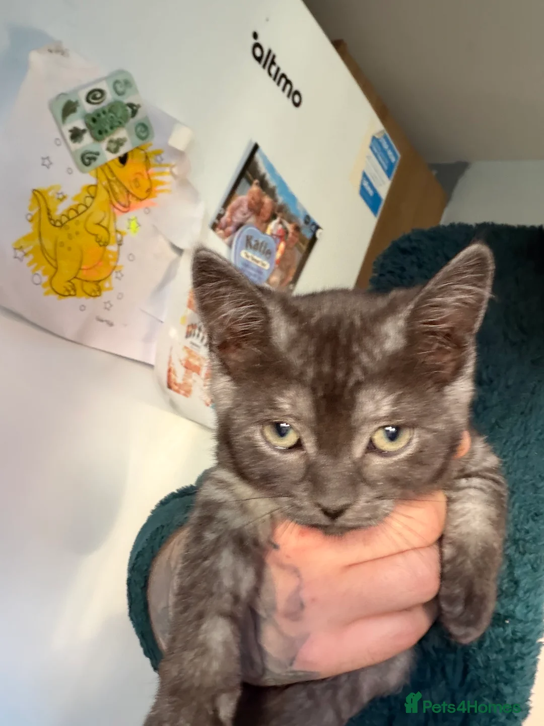British Shorthair cats for sale: 2 girl 1 boy British shorthair cross in Norwich - Advert 2