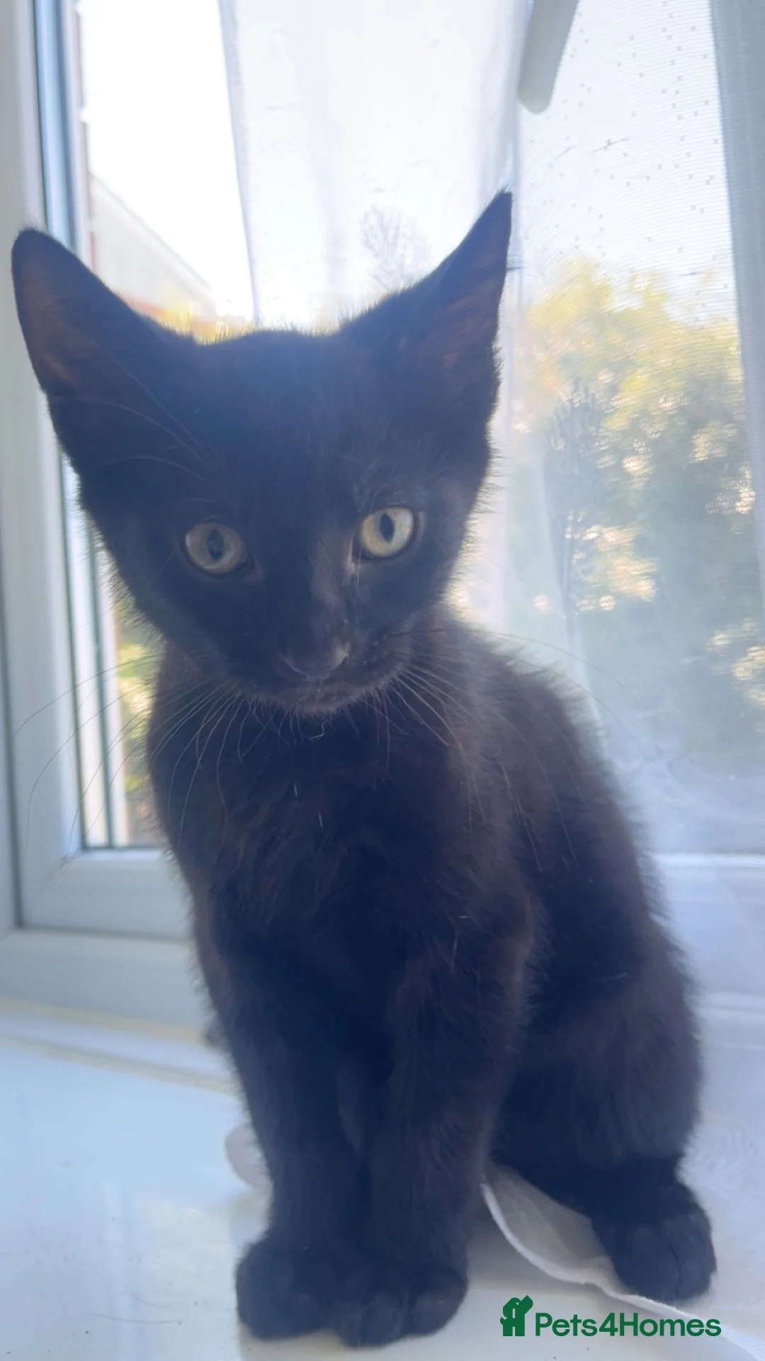 Domestic Shorthair cats for sale: Handsome domestic short hair  in Margate - Advert 2