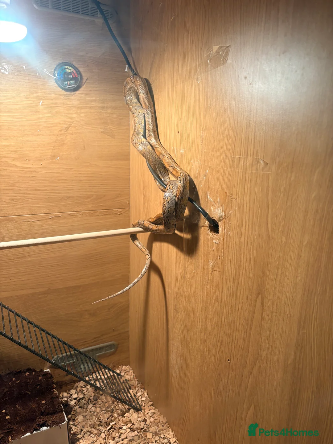 Corn Snake reptiles for sale: Female corn snake with a really large viv  - Advert 2