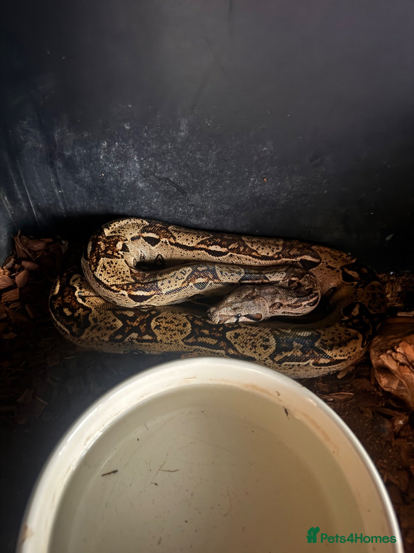 Python Snake reptiles for sale: Beautiful BCI Boa Constrictor - Advert 2
