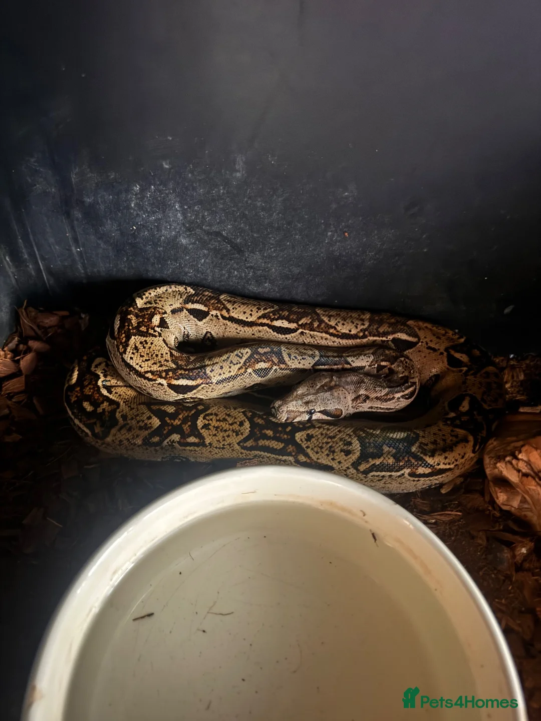 Python Snake reptiles for sale: Beautiful BCI Boa Constrictor - Advert 1