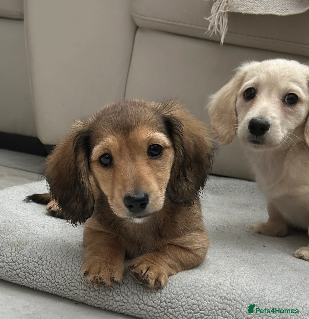 Dachshund dogs for sale: Kc Stunning Miniature Dachshunds  - Advert 2