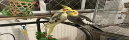 Cockatiels birds for sale: Bonded pair of cockatiels and cage - Advert 1