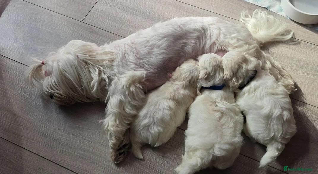Maltese dogs Gorgeous Pure Maltese Puppies — 1 Boys, 2 Girls. - Advert 11