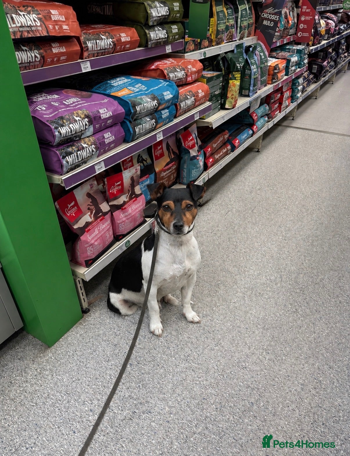Jack Russell dogs  Miniature Jack Russell Proven & DNA Health Tested - Advert 1