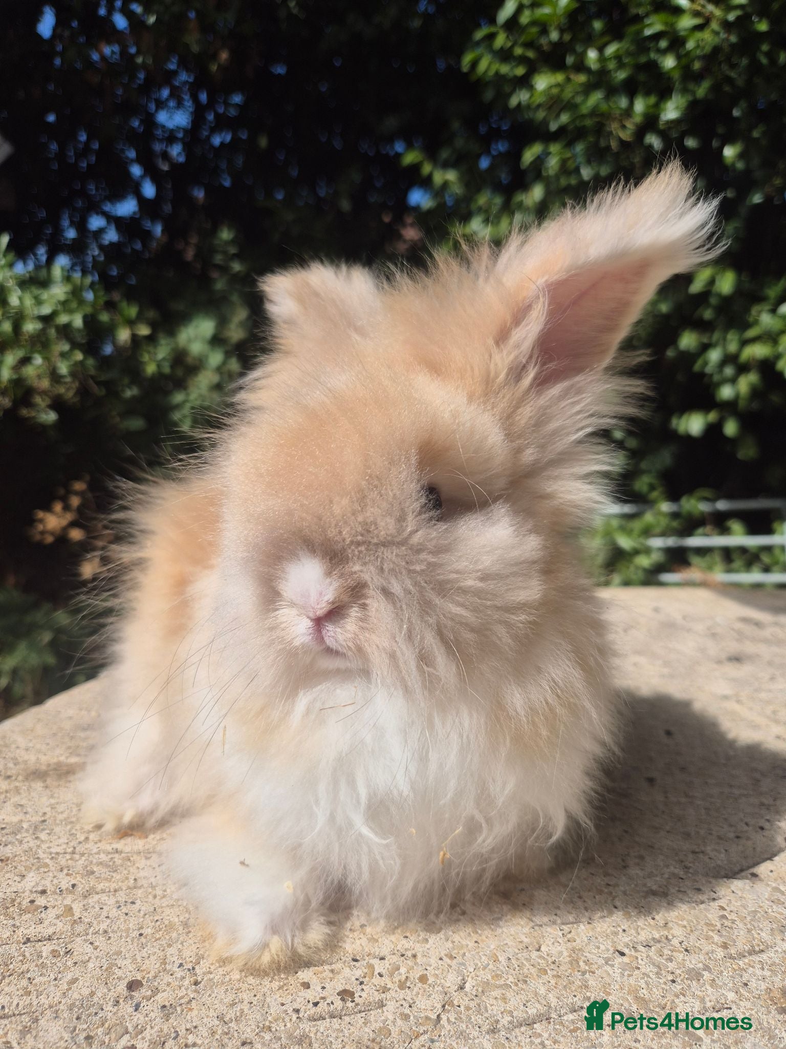 Angora rabbits 🩷 FULL FACE ANGORA BABIES- PARENTS FROM🇫🇷 - Advert 2