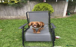 Mixed Breed dogs for sale: 2 best friends looking for their forever home  - Image 4