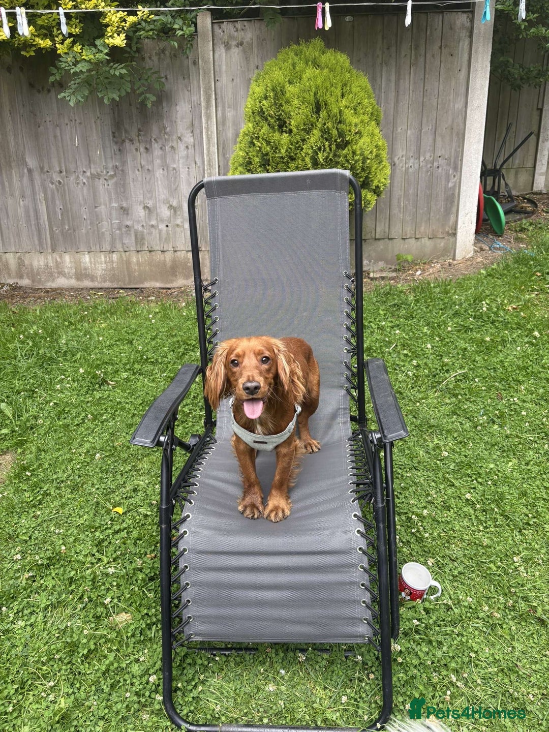 Mixed Breed dogs for sale: 2 best friends looking for their forever home  - Image 4