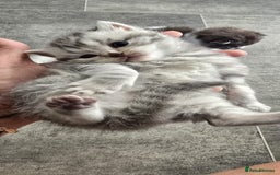 Scottish Fold cats for sale: For sale Scottish fold kitties  - Image 16