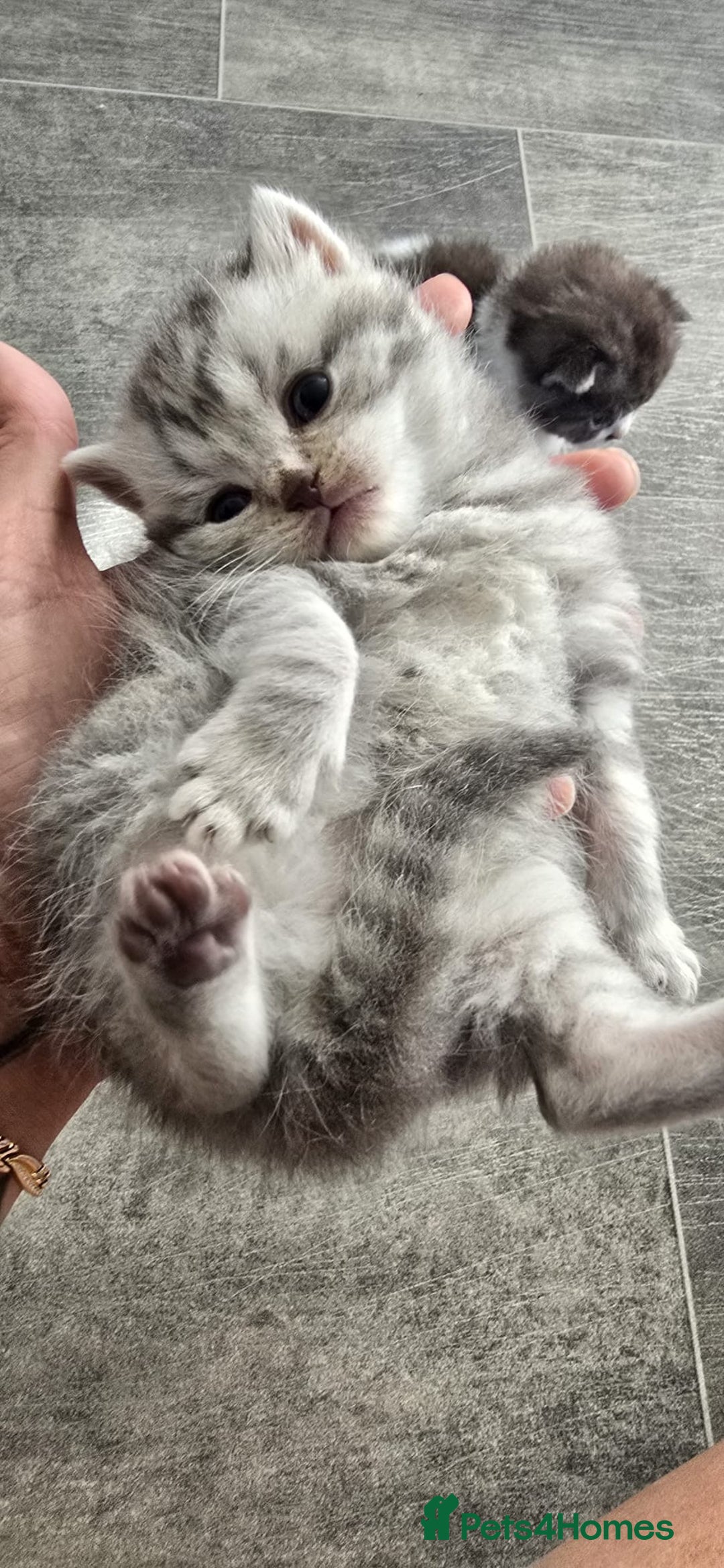 Scottish Fold cats for sale: For sale Scottish fold kitties  - Image 16