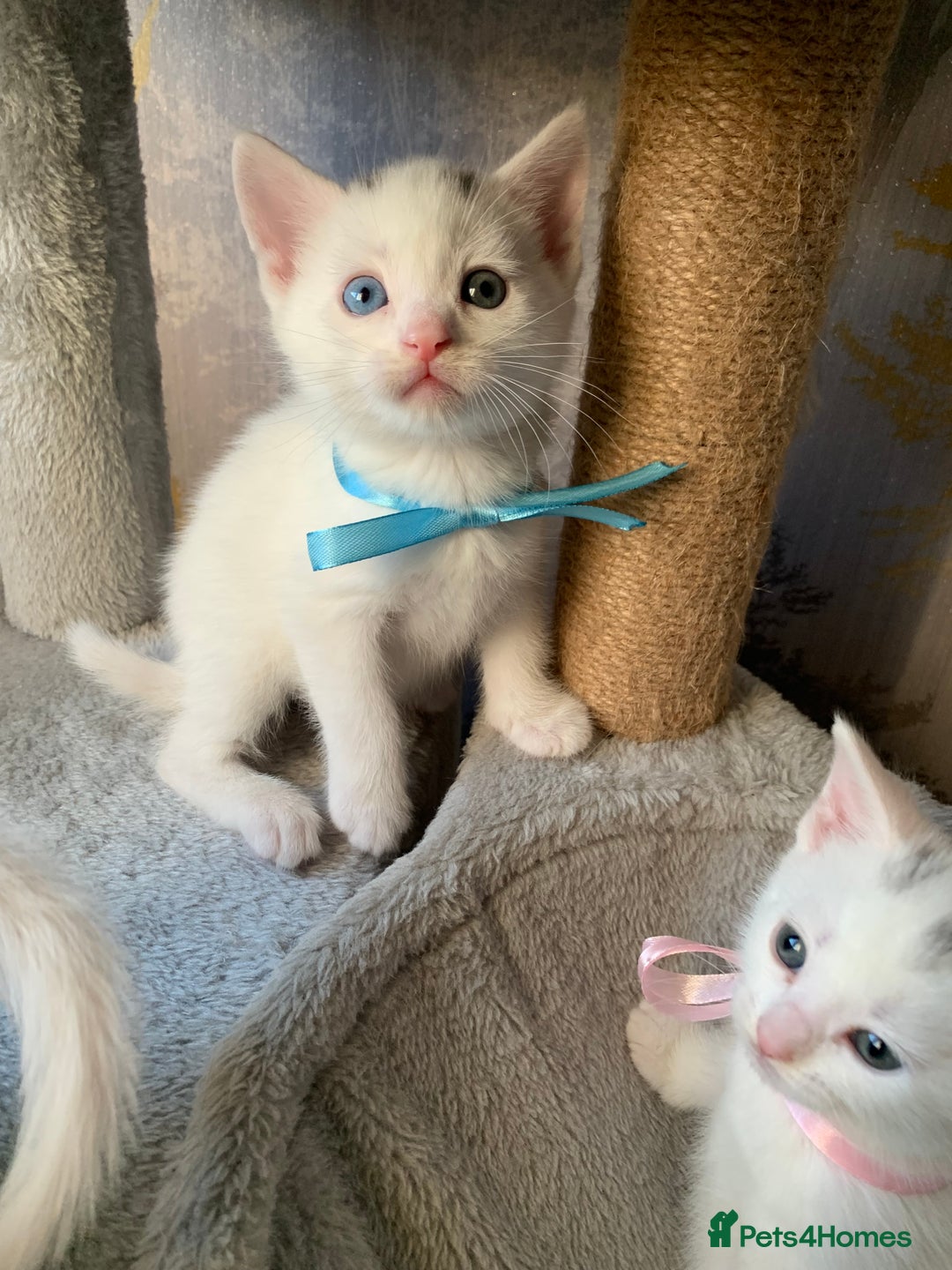 Mixed Breed cats for sale: Beautiful Mixed Angora Kittens - Advert 16