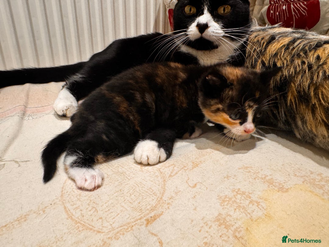 Mixed Breed cats for sale: 4 beautiful kittens - Advert 14