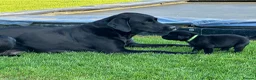 Labrador Retriever dogs for sale: Outstanding KC Reg Health Tested Black Lab Pups - Advert 6