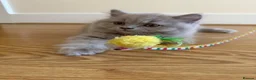 British Shorthair cats for sale: Last 3 BSH kittens available of a litter of 5  - Advert 16