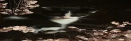 Ragdoll cats for sale: Mixed breed ragdolls.  - Advert 6