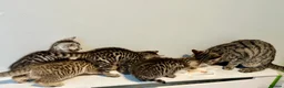 Bengal cats for sale: 4 bengal mix kittens  in London - Advert 10