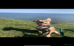 Mixed Breed dogs for sale: French bulldog X  - Image 1