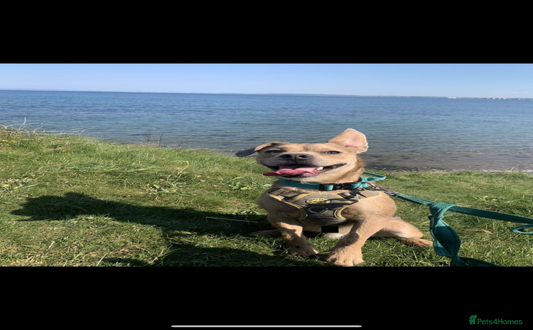 Mixed Breed dogs - Advert 19